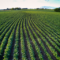 Agroquímicos & Cultivo