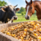 Alimentos concentrados